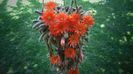 Chamaecereus silvestrii