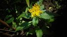 Rhodiola rosea