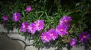 Lampranthus