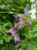 Clematis viticella "Minuet"