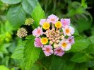 Lantana