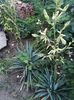 yucca 1