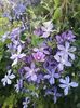 clematis 7