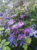 clematis