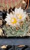 2023- Turbinicarpus
