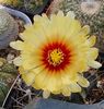 Astrophytum capricorne