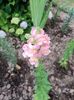 Img.2023.06.21- gura leului
