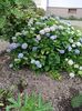 Img.2023.06.21- hortensia