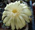 Notocactus magnificus.jpg