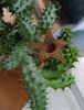 Huernia pillansii