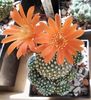 Rebutia krainziana