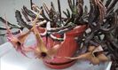 Stapelia schinzii var. schinzii