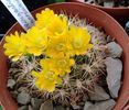 Weingartia neocumingii 