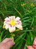 IMG20230625183228