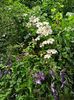 Clematis "Huldine"