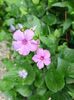 Phlox