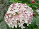 Hortensia arb. Candybelle Bubblegum
