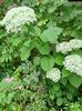 Hortensia arb. Incrediball