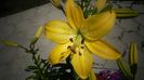 Hemerocallis