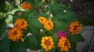 Lantana,cameleonica