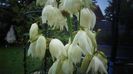 Yucca filamentosa