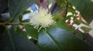 Myrtus communis tarentina