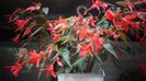 Begonia boliviensis