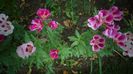 Clarkia