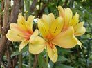 Alstroemeria Summer Samba