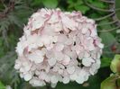 Hydrangea arb. Candybelle Bubblegum