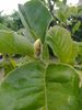 3.07 - magnolia a doua inflorire