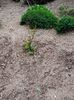 Img.2023.07.03- tuia