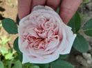 Claire Rose