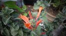 Dicliptera suberecta
