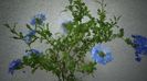 Plumbago auriculata