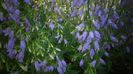 Campanula