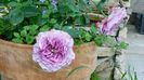 Lavender ice