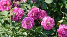 Climbing Violette psrfumee