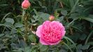 Boscobel