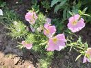 Oenothera