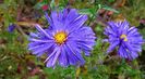 Symphyotrichum-novi-belgii-‘Bonny-Blue