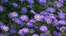 Symphyotrichum-novi-belgii-‘Blue-Bayou