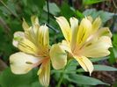 Alstroemeria Summer Samba 2