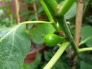 Ficus carica Dalmatie
