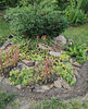 sempervivum mix
