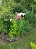 lilium asiaticum