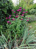 monarda didyma