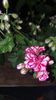 received_269697105746815