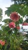 received_149277011500747