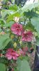 received_278439401525618